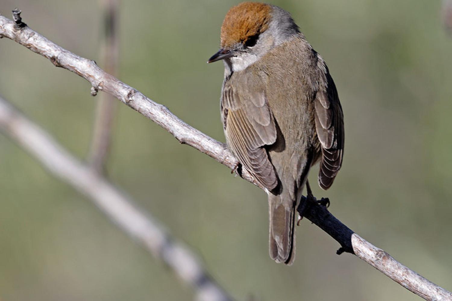 A la maison, identifier les oiseaux n°10 : la fauvette à tête