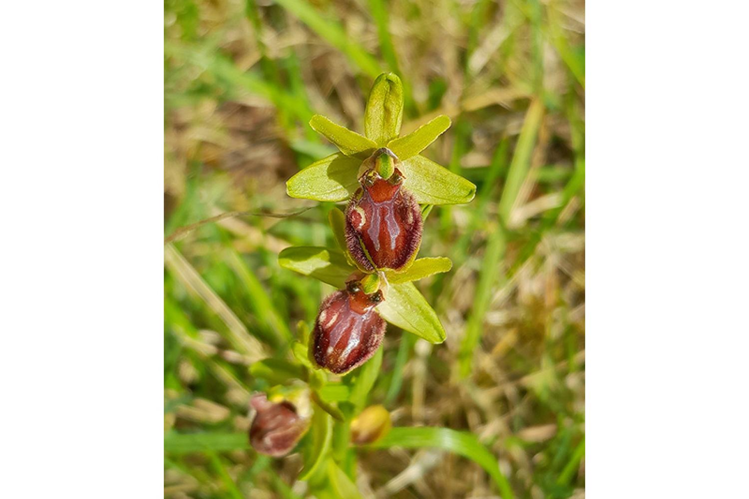 ophrys-de-marseille-800x600px.jpg