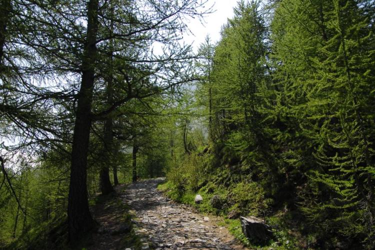 Randonnée pédestre vallée des Merveilles - mélèzes aux abords du sentier
