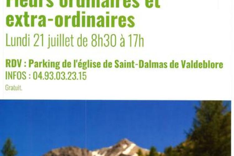 Fleurs ordinaires et extra-ordinaires_Valdeblore