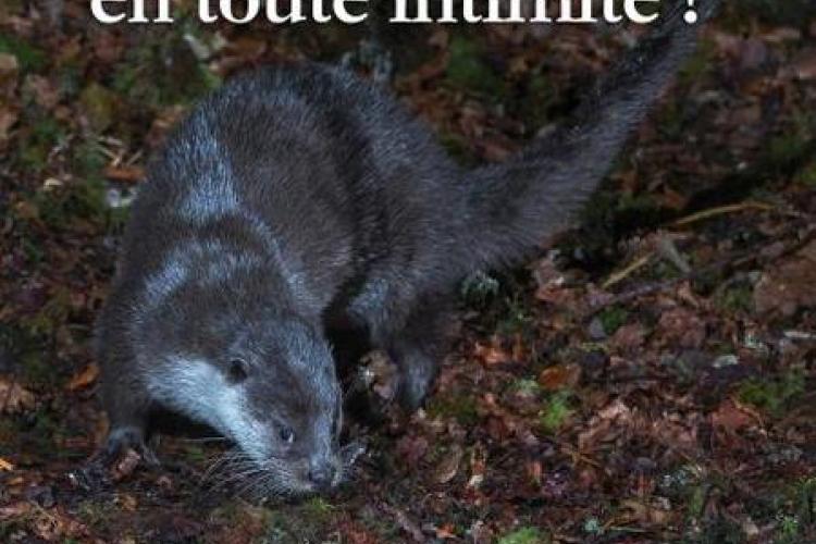 La loutre... en tout intimité_Saint-Sauveur-sur-Tinée