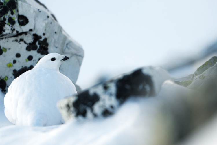 Survivre en montagne - Strat&eacute;gies d'adaptations_Saint-&Eacute;tienne-de-Tin&eacute;e