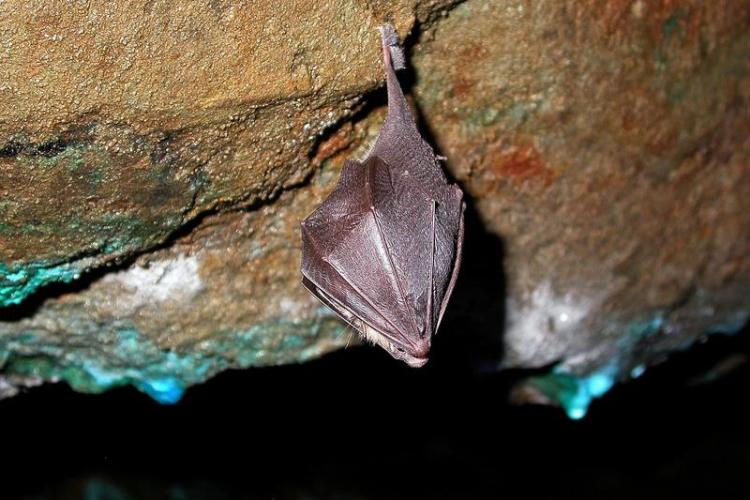 Atlas de la biodiversité communale d’Isola - Nuit de la chauve-souris._Isola
