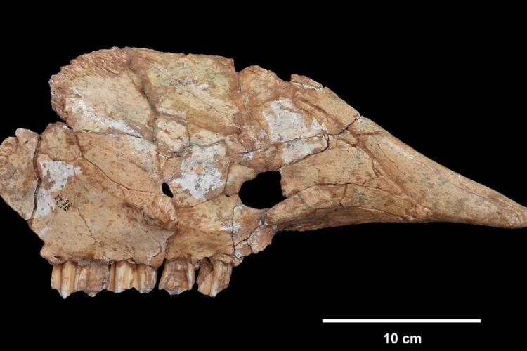 maxillaire d’aurochs (Bos primigenius) provenant de la grotte préhistorique du Lazaret à Nice