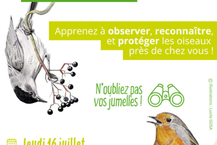 Atals de la biodiversité d'Isola - Initiation à l'ornithologie._Isola