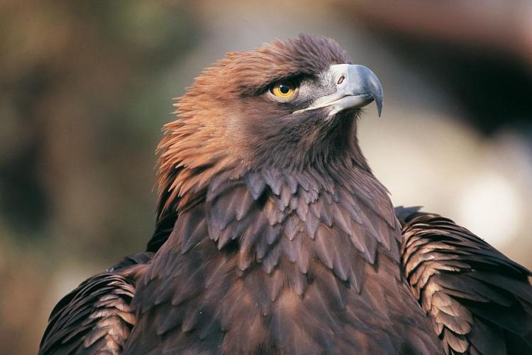 Les rapaces de la Tin&eacute;e_Saint-Sauveur-sur-Tin&eacute;e