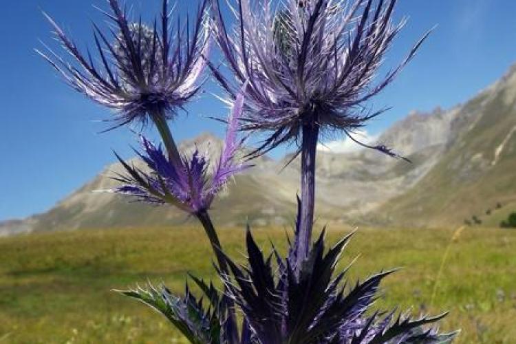 Découvrons nos trésors botaniques…_Barcelonnette - Reine des Alpes
