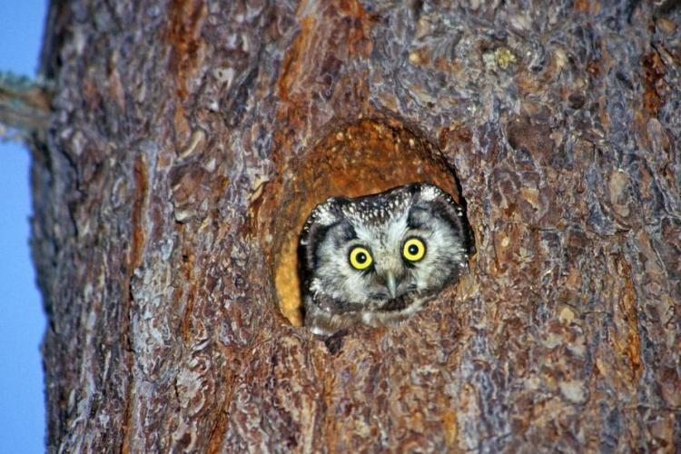 Blind test : les cris de la nuit._Saint-Sauveur-sur-Tinée