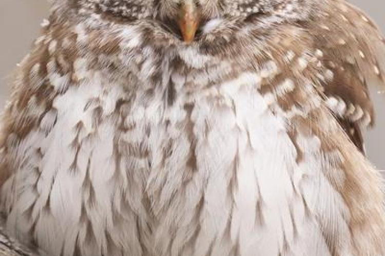 Rencontre avec le photographe animalier Cédric Robion_Saint-Étienne-de-Tinée