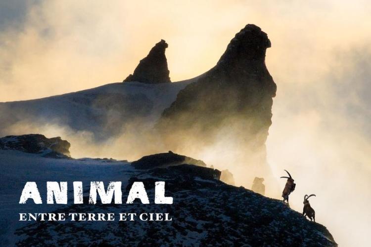 Cinéma en plein air - "ANIMAL entre Terre et Ciel "_Barcelonnette - ANIMAL