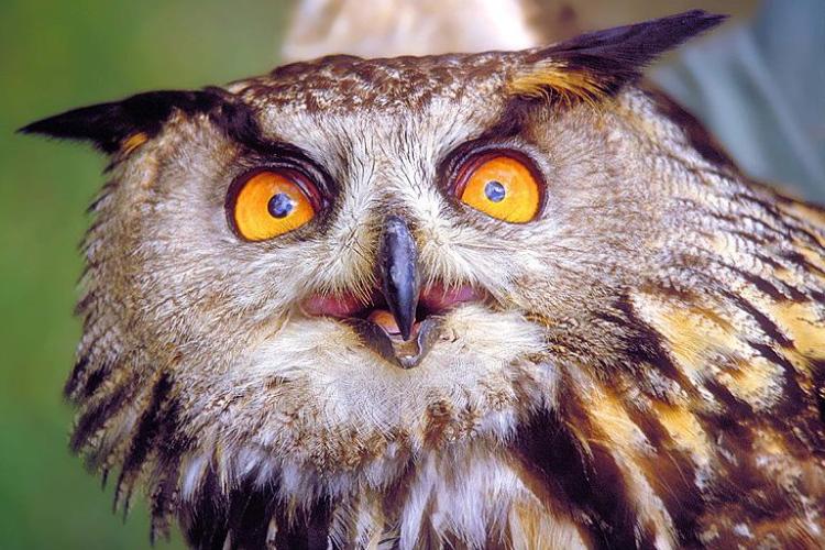 Hibou grand duc