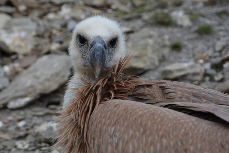 A la découverte des vautours._Saint-Étienne-de-Tinée