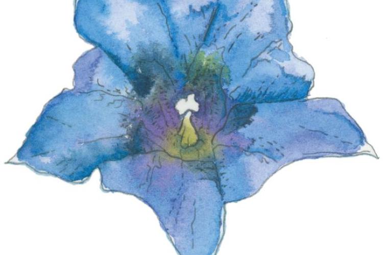 Atelier de dessin et aquarelle pour enfants_Saint-Étienne-de-Tinée