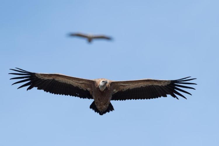 Vautour fauve - Vautour fauve adulte (Gyps fulvus) en vol.