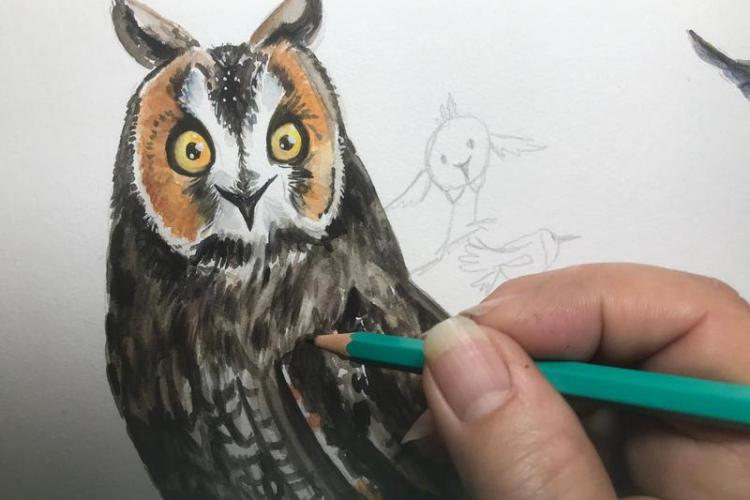 Viens dessiner les oiseaux du Mercantour !_Saint-Étienne-de-Tinée