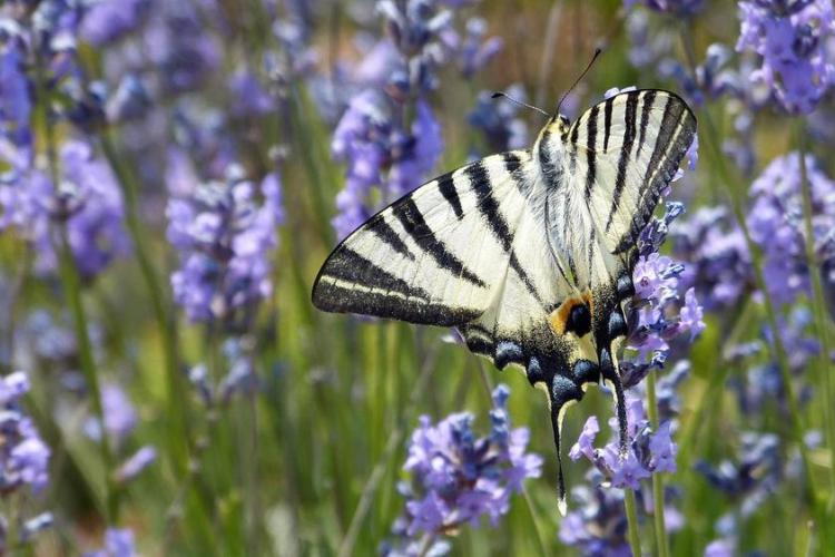 Les richesses du sentier de la Couletta_Rimplas