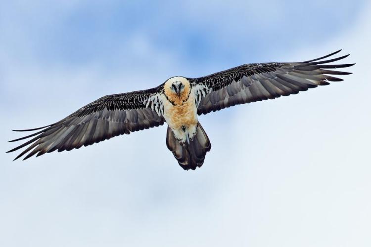 Animaux du Parc national du Mercantour_Isola