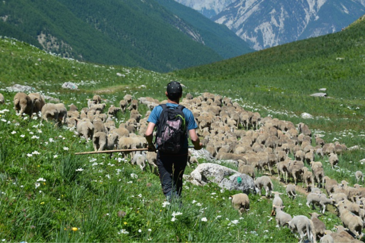 Randonnée Gourmande et Pastoralisme