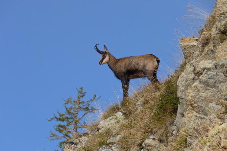 Découverte de la faune et de la flore du Parc National_Saint-Martin-Vésubie