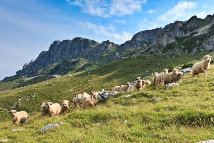 Apéro des alpages : discussion et jeux sur les patous et la faune sauvage_Tende