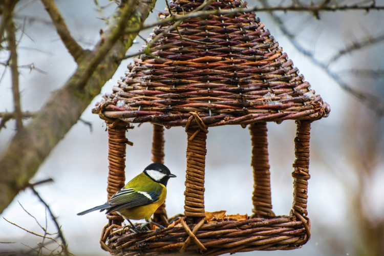 Atelier Vannerie Sauvage : réalisez votre mangeoire pour oiseaux_Tende