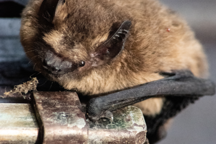 Nuit Internationale de la Chauve-Souris : sortie nocturne et observation_Breil-sur-Roya