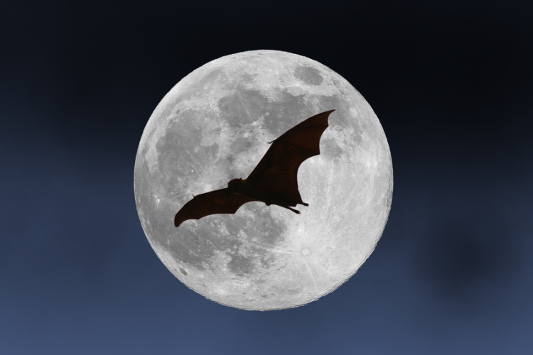 Nuit Internationale de la Chauve-Souris : sortie nocturne et observation_Breil-sur-Roya