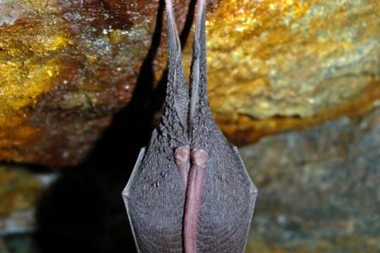 Apéro-Chiro et Film sur les Chauve-Souris_Tende