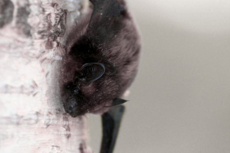 Apéro-Chiro : Film court sur les Chauves-Souris et discussion autour d'un verre_Tende