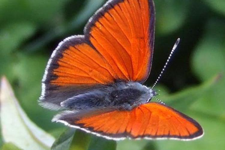 Réveil de la Nature : Sortie papillons, oiseaux et autres petites bêtes_Sospel