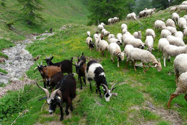 Apéro des alpages : discussion sur les patous et la faune sauvage_Tende