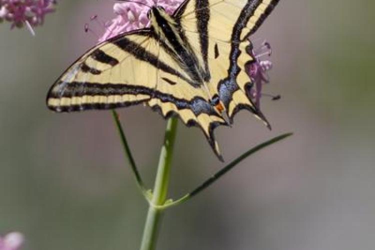 Animation au jardin des papillons_Allos - Alexanor (Papilio alexanor)