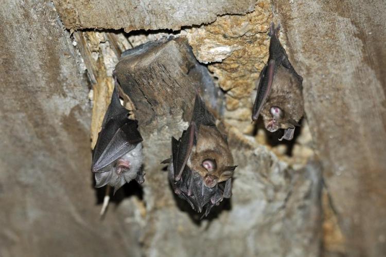 Nuit de la chauve-souris_Allos - Trois petits rhinolophes