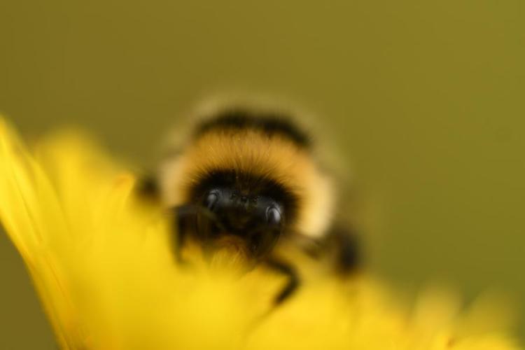 Lancement de l’Atlas de la Biodiversité Communale de Péone_Péone - Bourdon