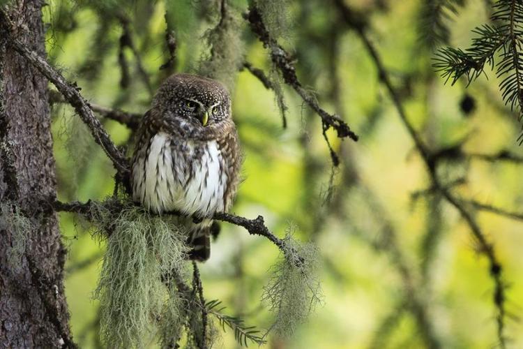 Premières Loges : un documentaire rare sur la biodiversité invisible_Tende