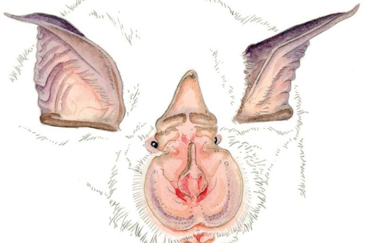 A la découverte des chauves-souris de l'Eglise d'Entraunes_Entraunes