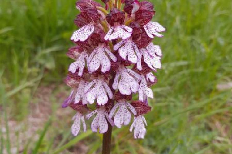 Orchis purpurea - Orchis purpurea