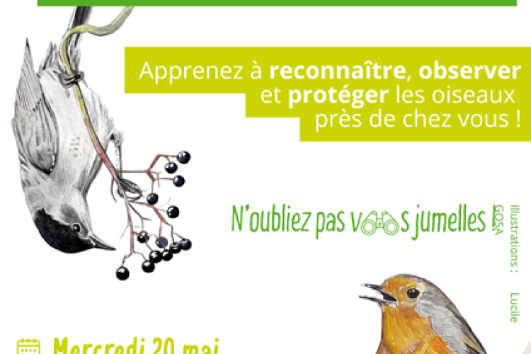 [ABC] Affiche FDN oiseaux communs Péone.png