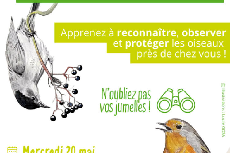 &Agrave; la d&eacute;couverte des oiseaux de nos jardins !_P&eacute;one