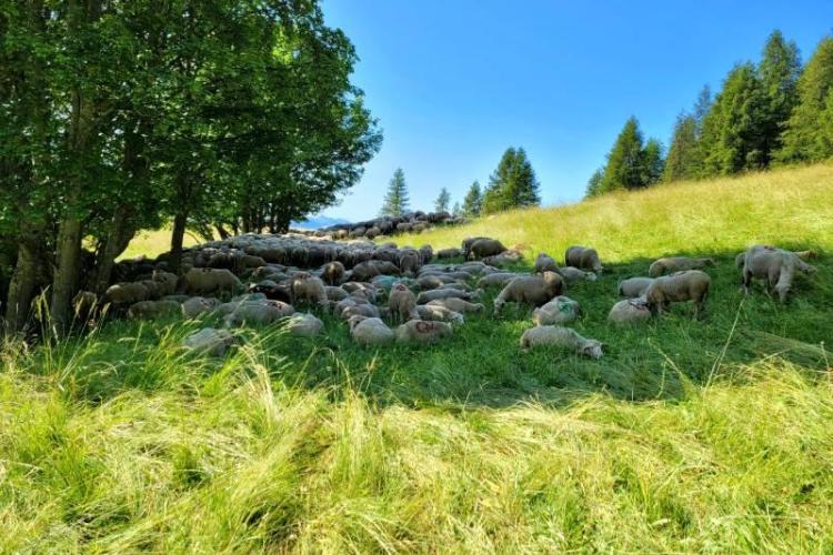 Troupeau en train de chaumer sous les arbres dans un pr&eacute; - Troupeau en train de chaumer sous les arbres dans un pr&eacute;