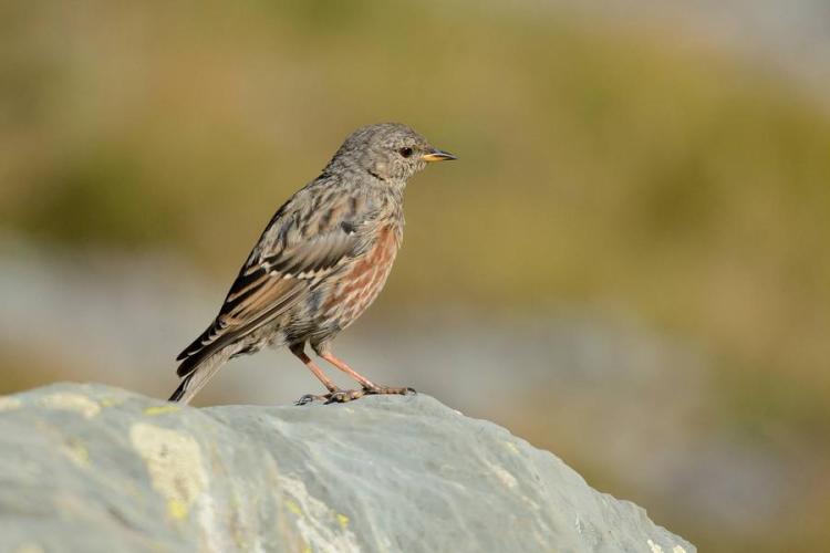 Balade d&eacute;couverte : les oiseaux des p&acirc;turages - Accenteur alpin