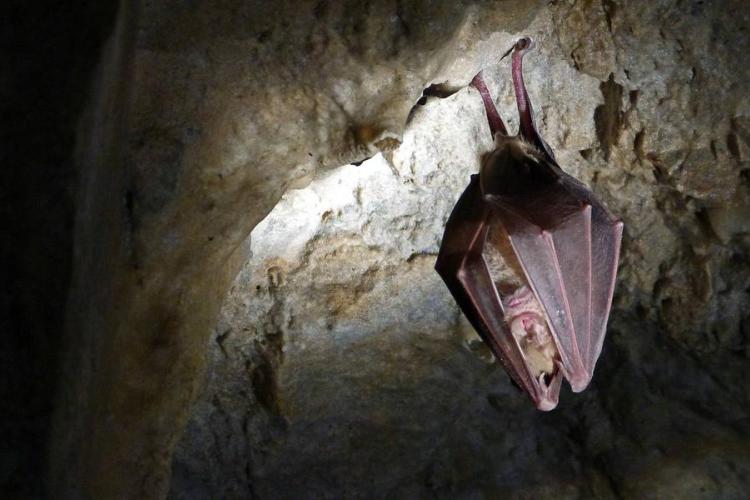 Nuit Internationale de la Chauve-Souris_Breil-sur-Roya - Grand Rhinolophe