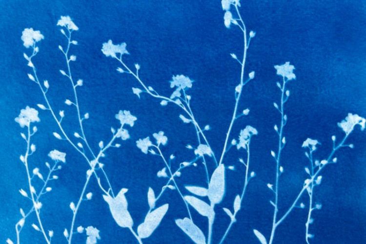 Atelier Cyanotypes_Tende - Atelier_cyanotypes