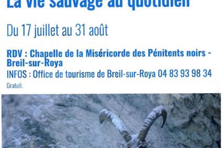 Exposition "La vie sauvage au quotidien"_Breil-sur-Roya - Exposition "La vie sauvage au quotidien"_Breil-sur-Roya