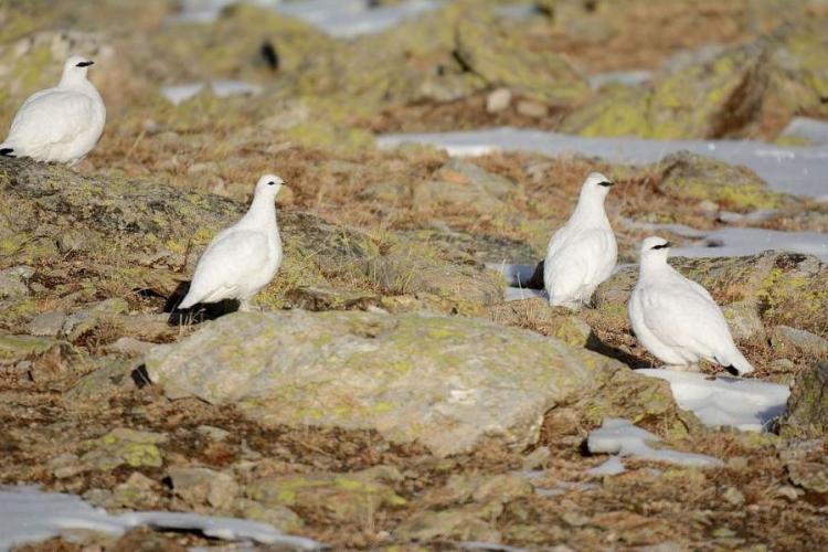 Le t&eacute;tras-lyre et les galliformes de montagne_Saint-Martin-V&eacute;subie - Lagop&egrave;de alpin, (Lagopus muta), des lagop&egrave;des en livr&eacute;e hivernale dans les derniers jours de l'automne avec tr&egrave;s peu de neige