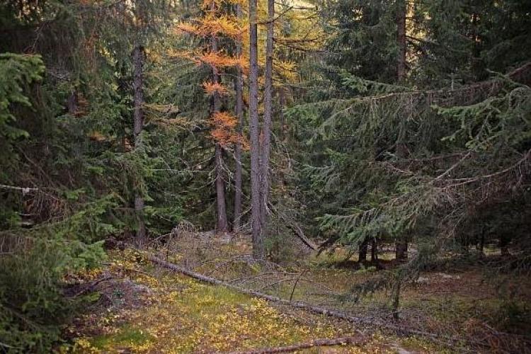 Promenons-nous dans les bois !_Valdeblore - Forêt dense de conifères en automne à Mollières. Dominante de bois noirs conquérants, mélèzes très minoritaires.