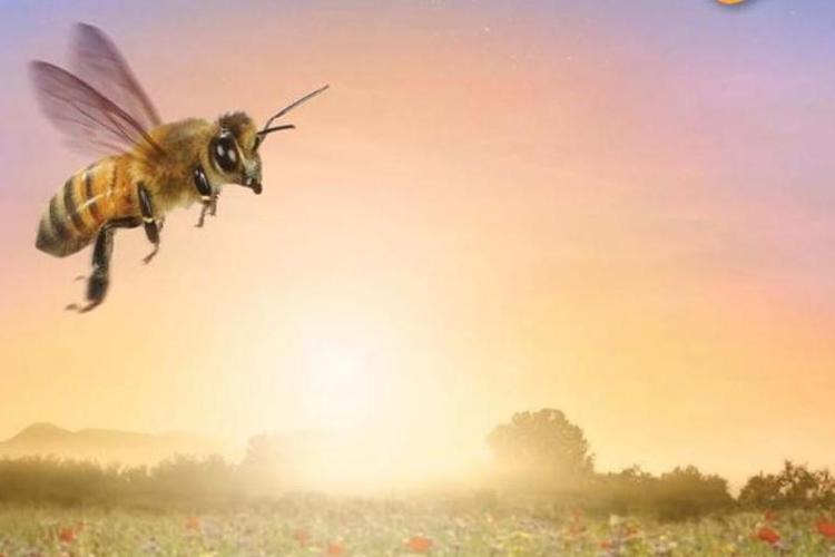Soirée ciné nature "Etre avec les abeilles"_Tende - Etre_avec_lesl_abeilles