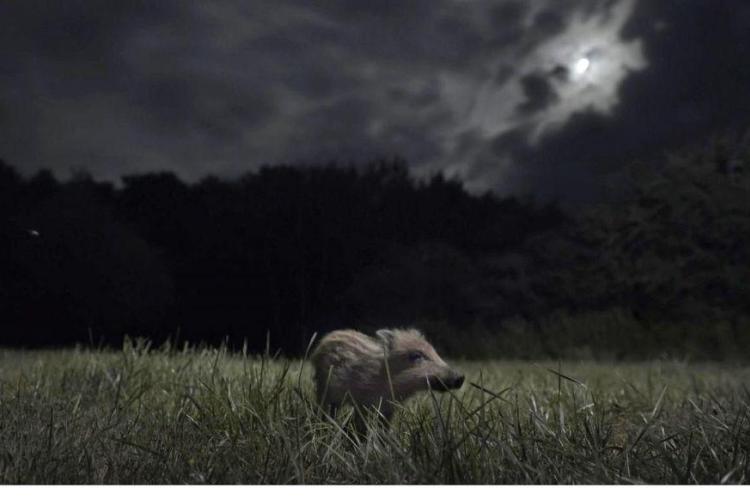 Soirée ciné nature " La Nuit des Animaux"_Sospel - La Nuit des Animaux