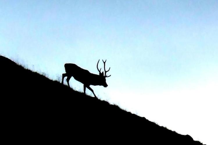 A l'&eacute;coute du brame du cerf_Tende