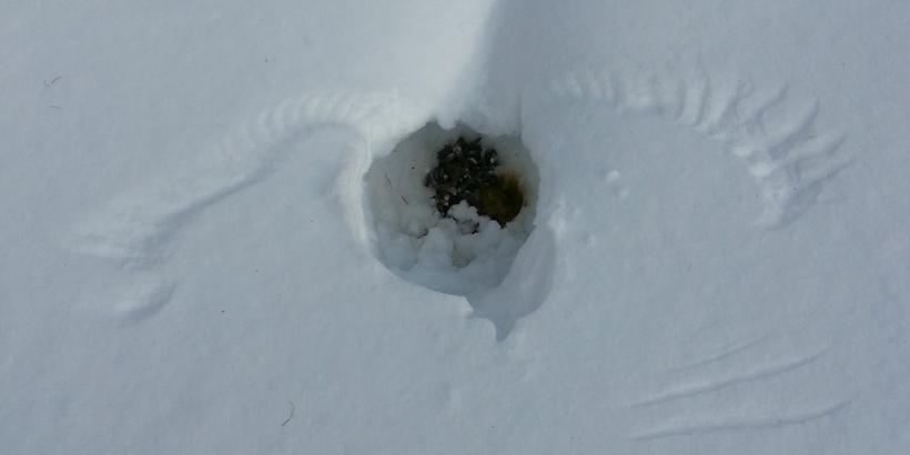21122016_tracestetras_sc-820x410px.jpg